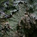 IMG_5589 (Medium)