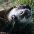 IMG_4897 (Medium)
