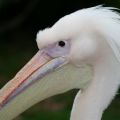 IMG_9273 (Medium)